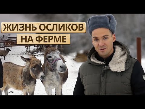 Видео: Как живут ослики на ферме? / Как аккуратно общаться с осликами?