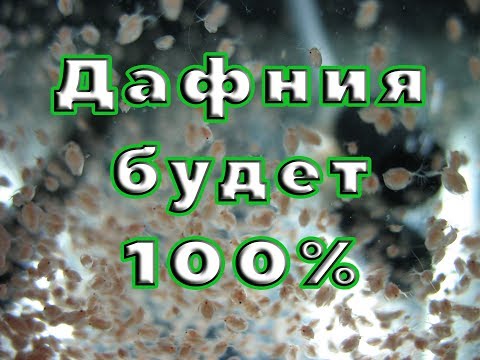 Видео: Дафния будет 100%