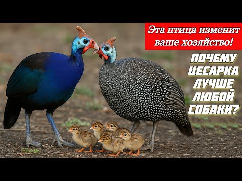 Видео: Правильный уход и разведение цесарок | Всё о диких и домашних видах