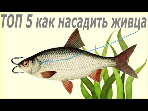 Видео: ТОП 5 народных способов как насадить живца. 2020