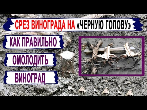 Видео: 🍇 Даже не думай ОМОЛАЖИВАТЬ ТАК ЭТИ КУСТЫ винограда. Срез на черную голову. Когда МОЖНО и НЕЛЬЗЯ?