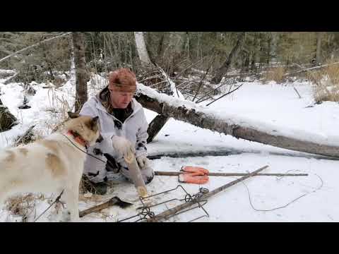 Видео: Проверка на заселение и живучести. Постановка КП-320 под лёд на бобра. Кировский капкан. Ноябрь 2020