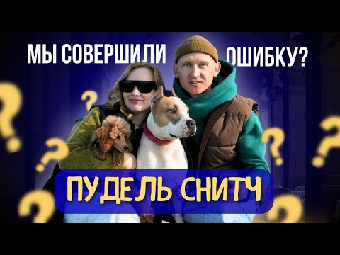 Видео: МЫ СОВЕРШИЛИ ОШИБКУ? Первый месяц с карликовым пуделем. Взгляд семьи Прайд.