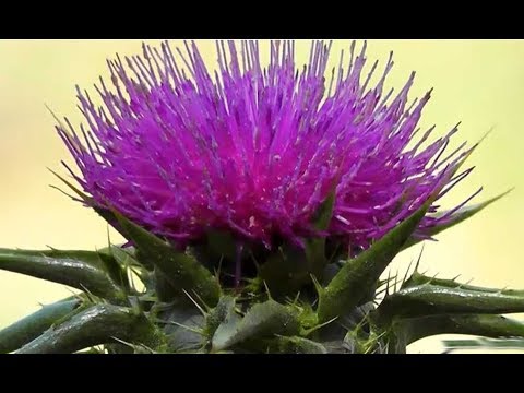 Видео: РАССАДА РАСТОРОПШИ ! БЫСТРО И ПОЛЕЗНО ! Выращивание посев пикировка посадка пятнистая