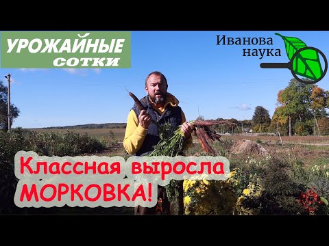 Видео: Самый ПРОСТОЙ СПОСОБ хранить морковь и свеклу БЕЗ ПОТЕРЬ!