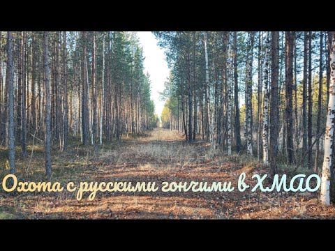 Видео: Охота с русскими гончими в ХМАО