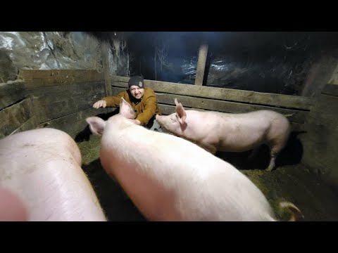 Видео: ✅ Миллион 💸на свиньях 🤔 свиньи как бизнес ✅Чем кормлю ❓ новый ПРЕМИКС 🐷🐮🥛