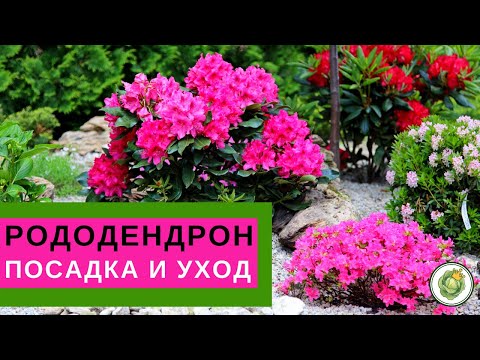 Видео: РОДОДЕНДРОН - посадка и уход//Все секреты пышного цветения