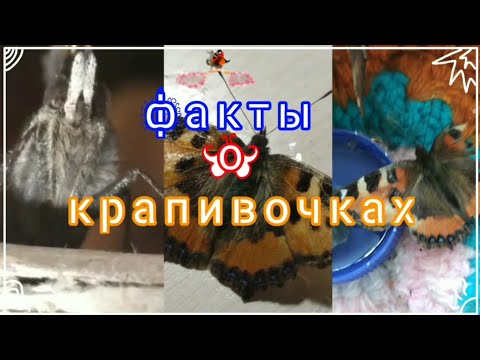 Видео: факты о крапивницах и бабочках их рода
