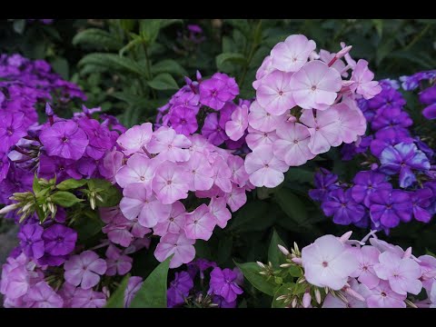 Видео: Флоксы на моем участке. 1 часть