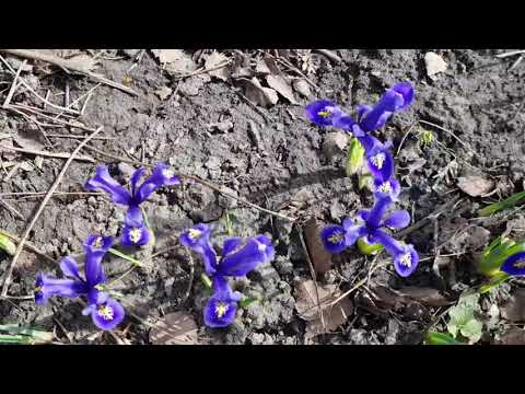 Видео: Дом в цветах// Просыпается сад.