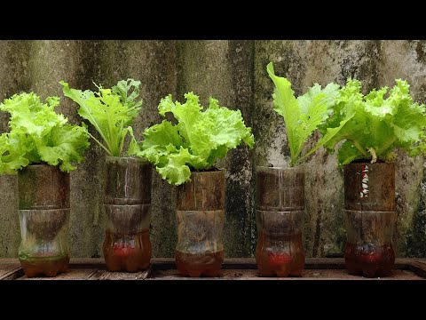 Видео: 💧Самостоятельные поливочные горшки из бутылок из-под коки - выращивайте салат в помещении