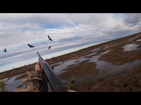 Видео: Весенняя охота на гуся 2025! Живём в избе на болоте.