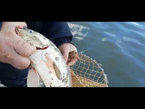 Видео: Как вернуться с Калача с отличным уловом!!!