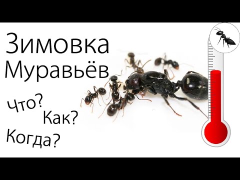 Видео: Как провести зимовку муравьям?