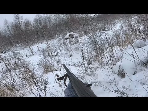 Видео: Медведь ходит по деревне, пугает детей. Охота и рыбалка на Сахалине!