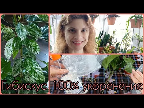 Видео: Гибискус Снежная Королева🌹Возврат вариегатности за 41 день🌹100% результат укоренения🌹Размножение🌹