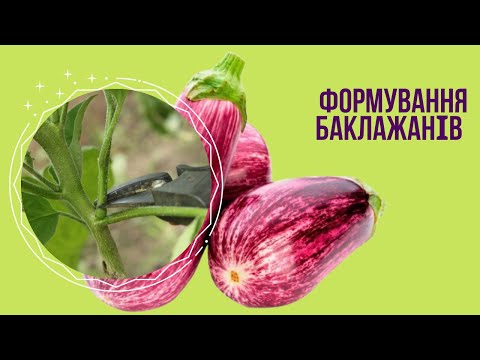 Видео: Формування баклажанів: як та коли