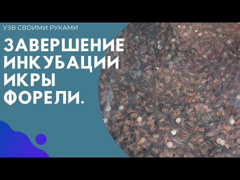 Видео: Инкубация икры форели. Пересадка в личиночник