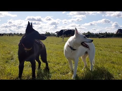 Видео: ДТ-40. Контроль внимания - методика, ошибки, пояснения.