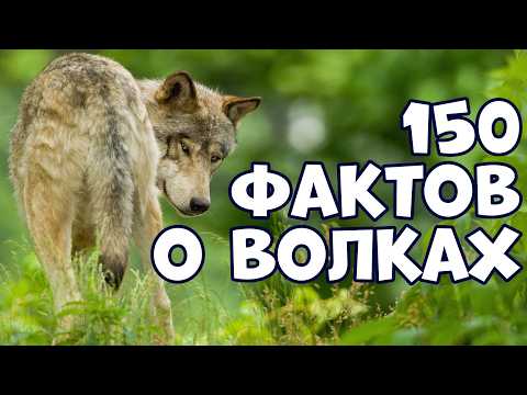 Видео: 150 ИНТЕРЕСНЫХ ФАКТОВ О ВОЛКАХ