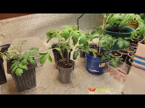 Видео: Что можно сделать с рассадой томатов для большего урожая!