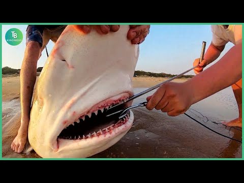 Видео: Животные, просящие людей о помощи и доброте, сняты на камеру! Лучшие моменты 2025 года #75