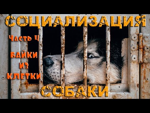 Видео: Социализация собаки. Часть 4: Байки из клетки. Как и почему обманывают заводчики / Кинология