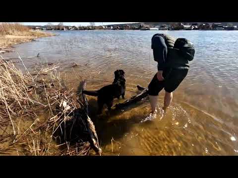 Видео: Прогулка с лабрадором Шилкой.  Казань.