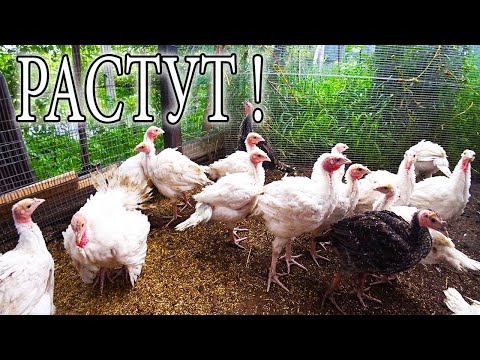 Видео: ПРИВЁЗ КРОЛИКОВ