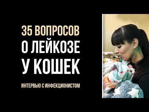 Видео: Правда и мифы о лейкозе у кошек | Интервью с вет врачом инфекционистом Севарой Картакаевой