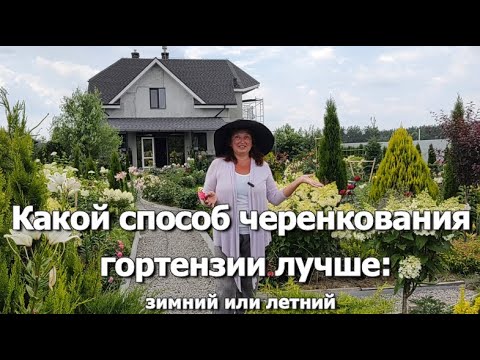 Видео: Какой способ черенкования гортензии лучше | Результаты черенкования гортензий: зимний и летний