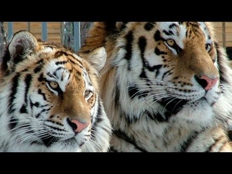 Видео: Зоосад Хабаровска. Краеведение 12/04/2014 GuberniaTV