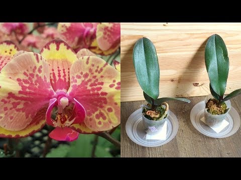 Видео: АДАПТАЦИЯ ОРХИДЕЙ ДЕТОК АЗИАТОВ И ПОДГОТОВКА ИХ К ПЕРЕСАДКЕ