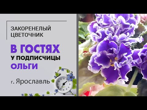 Видео: В гостях у Ольги. г. Ярославль | Фиалки, фикусы, алоказии, кодиеумы, суккуленты и милая хозяйка