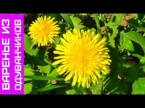 Видео: Варенье из Одуванчиков - Очень Полезно и Вкусно!