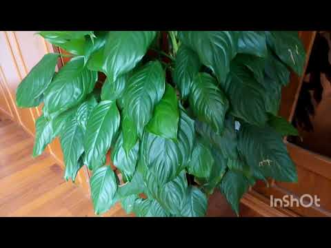 Видео: Мои любимые цветочки🌹