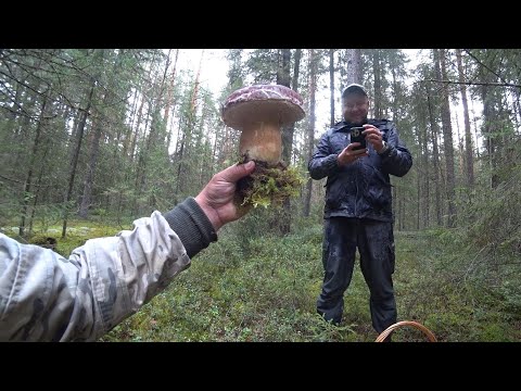 Видео: КАК У МЕНЯ БРАТУЛЕЦ В ДЕРЕВНЕ ЖИЛ!? ГРИБНАЯ ЛИХОРАДКА 2025, РАЗНЫЕ ГРИБЫ \ ТИХАЯ ОХОТА В САМОМ СОКУ.