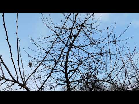 Видео: Обрезка 5-летней вишни. ч 1. Чаша