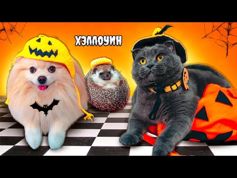 Видео: ПОКАЗ МОД - КОСТЮМЫ для Котика, Пёсика и Ежика на Хэллоуин | Чей ОБРАЗ Лучше? | Кот Баттерс