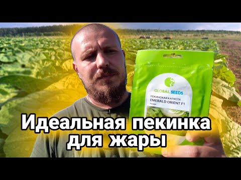 Видео: Пекинская капуста в лето. Держит АДСКУЮ ЖАРУ!!!