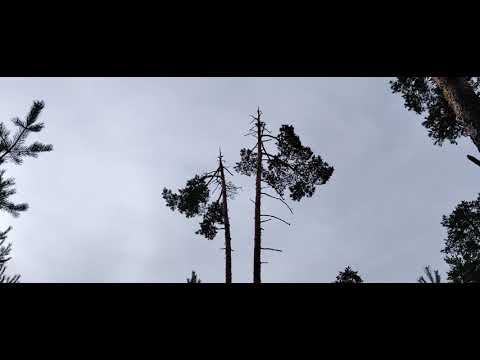 Видео: Формирование ограниченности мышления на работе