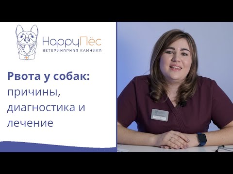 Видео: Рвота (тошнота) у собак: причины рвоты, диагностика и лечение.