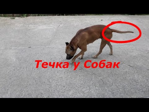 Видео: Топ 5 правил, как заметить что сук@ готова гулять , течка у собаки.