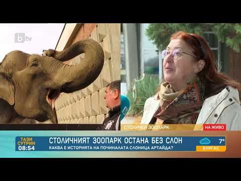 Видео: Тази сутрин: След смъртта на слоницата Артайда: Ще има ли отново слон в софийския зоопарк?