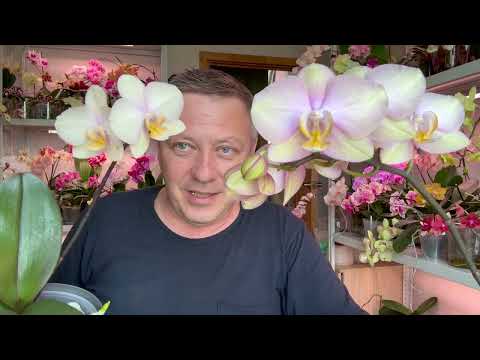 Видео: от КАЛИЯ будут ГУЩИ цветоносов у орхидей и орхидеи кучеряво зацветут / МИФ или РЕАЛЬНОСТЬ