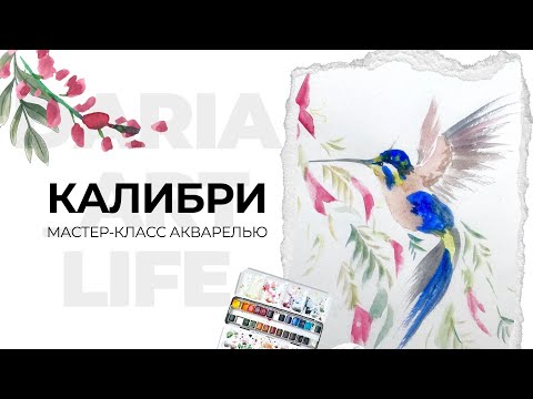 Видео: Колибри акварелью: пропорции, фактура перьев, быстрый фон. Техники акварели на практике
