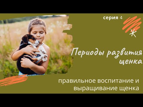 Видео: Периоды развития щенка. Серия 4