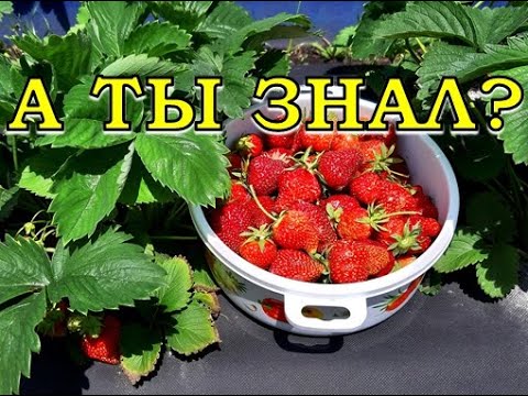 Видео: Хитрости, которые увеличат урожай КЛУБНИКИ в 2 раза🍓🍓🍓