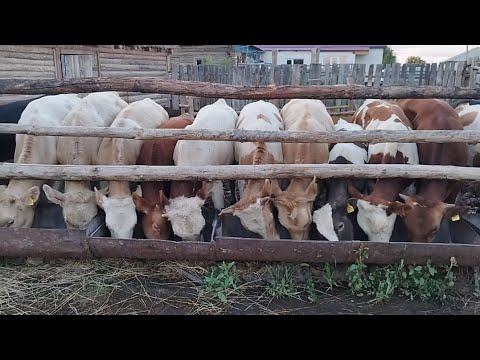 Видео: Ауыл тынысы.Бордақыға дайындық.